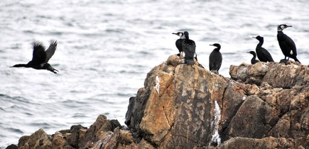 هجرة الطيور سلوك غامض لا يخلو من المخاطر Temmincks-cormorants-pelagic-cormorants_bh