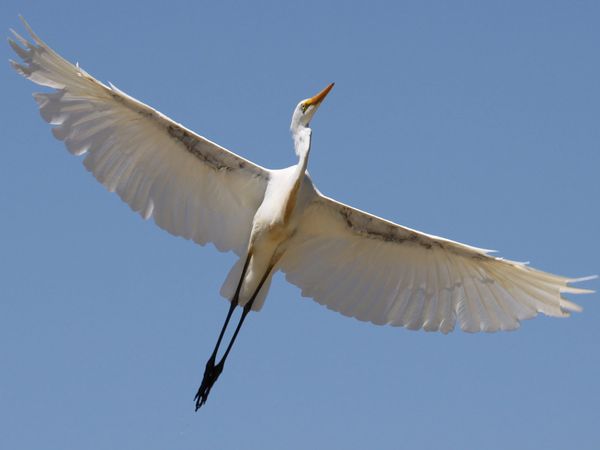 انواع طير البلشون White-heron-flying_12626_600x450
