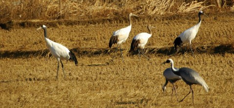 هجرة الطيور سلوك غامض لا يخلو من المخاطر White-naped-and-red-crowned-crane-cheorwon_rl