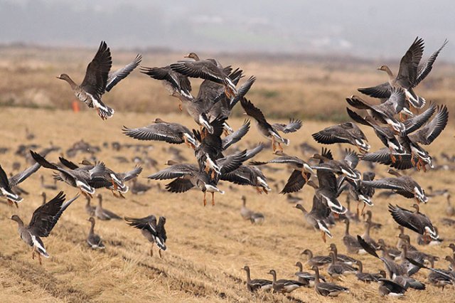 هجرة الطيور سلوك غامض لا يخلو من المخاطر D8a7d984d8a7d988d8b2-d8a7d984d8a7d8a8d98ad8b6-d8a7d984d8b9d8b8d98ad985