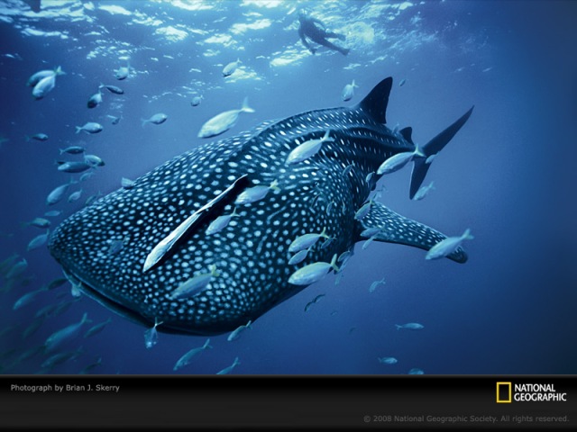 اجمل صور للحيوان في الطبيعة من ناشينال جوكرافيك Blue-whale-shark-skerry-1099815-swd8add988d8aa-d8a7d984d982d8b1d8b4
