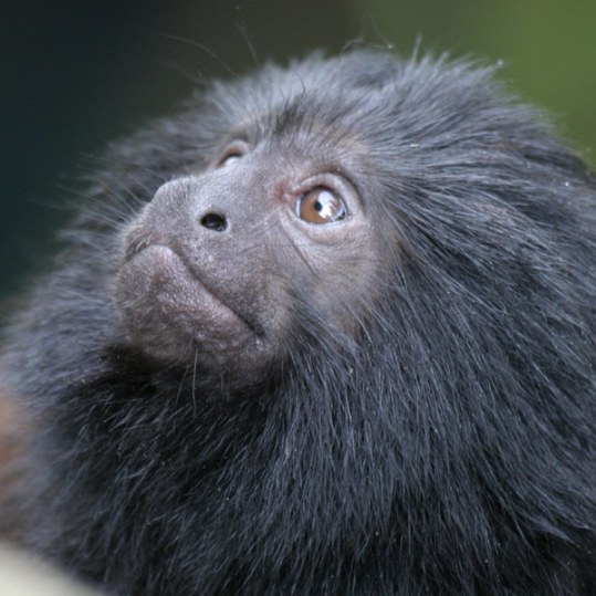 انواع القردة Black-lion-tamarin1