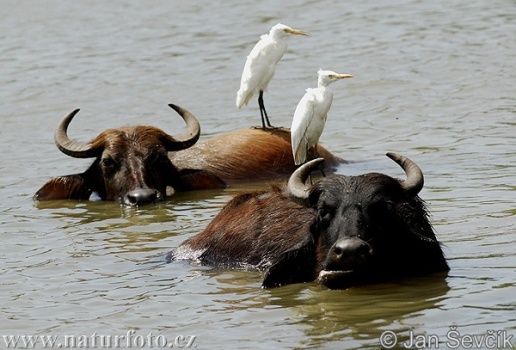 جاموس الماء Water Buffalo 7325e-buffalo-bubalus-bubalus