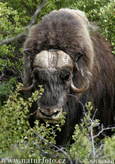 جاموس الماء Water Buffalo Muskox-44997