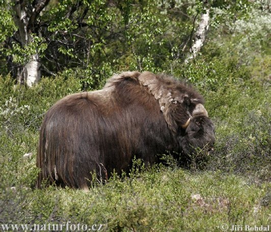 جاموس الماء Water Buffalo Muskox-45002