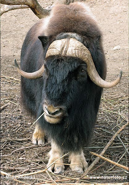 جاموس الماء Water Buffalo Muskox-xxx1202a
