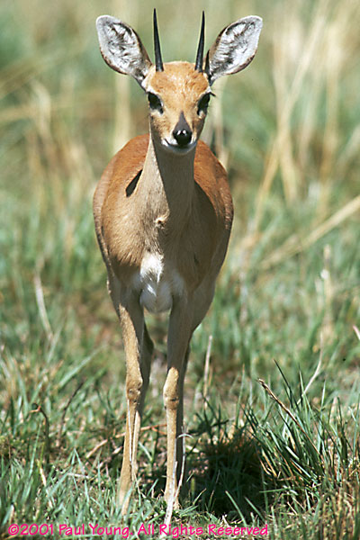 انواع  الغزال Steenbok2-400