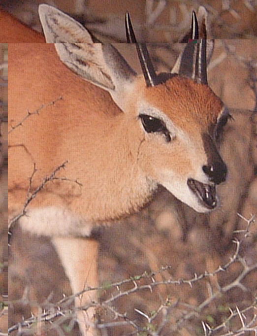 انواع  الغزال Steenbok44