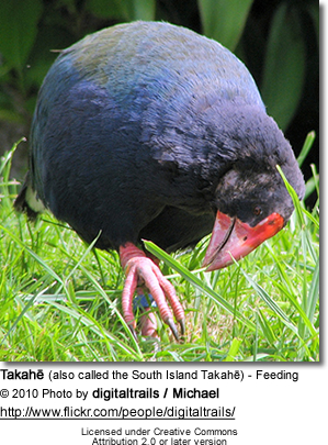 عصفور تاكاهي Takahefeeding