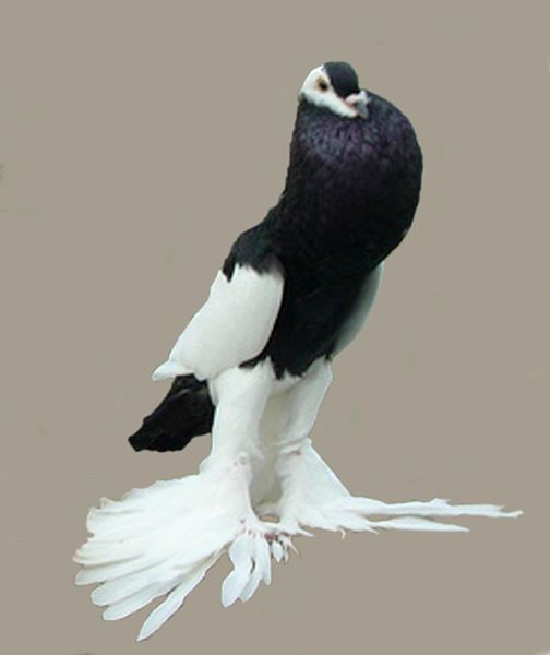 الحمام النفاخ أو Pouter Reversewing-pouter-pigeon-4
