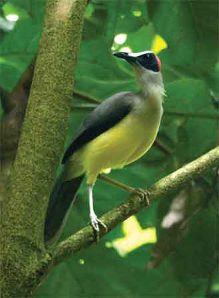اصفر الراس ابيض العنق Cameroon-grey-necked-picath