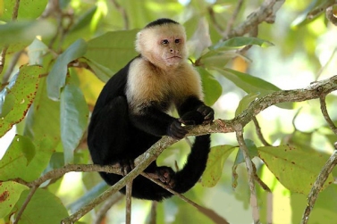 انواع القردة White-faled-capuchin-cebus-cd8a7d984d982d8b1d8af-d8a7d984d8a7d8a8d98ad8b6