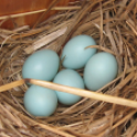 660px-Bluebird_eggs