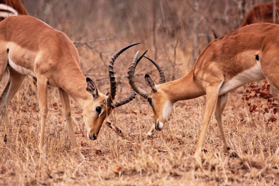 انواع  الغزال Impalas-male