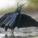 Aigrette ardoisée Egretta ardesiaca Black Heron
