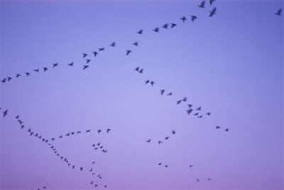هجرة الطيور سلوك غامض لا يخلو من المخاطر Image2932