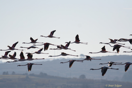 هجرة الطيور سلوك غامض لا يخلو من المخاطر Image3011