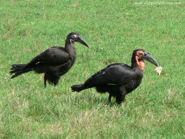 الدجاج الفرعوني و الحبشي Southerngroundhornbill-bucorvusleadbeateri1