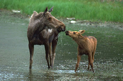 انواع  الغزال Calf-and-cow-moose