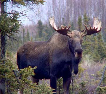انواع  الغزال Moose3