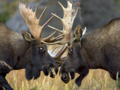 انواع  الغزال Toft-roy-close-up-of-two-moose-locking-horns-and-fighting-alces-alces