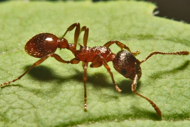 علاج التسمم من لدغات النمل وانواعها  Ant