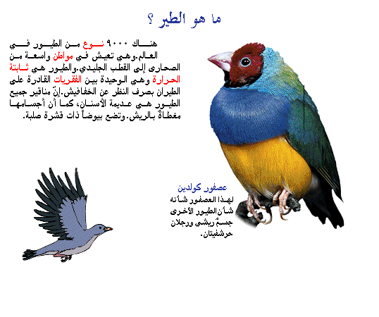 Image result for ‫معلومات عن طيور الزينة‬‎