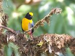 270px-Euphonia_xanthogaster3