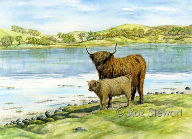 جاموس الماء Water Buffalo Highland-coos1