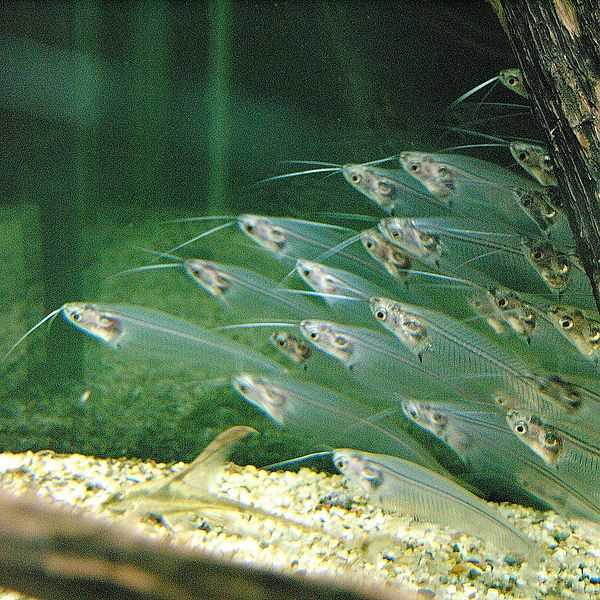  سمك السلور الزجاجي 600px-kryptopterus_species