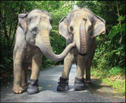 من الحدائق Elephant-saidaonline