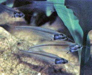  سمك السلور الزجاجي Glass-catfish-with-photos-02