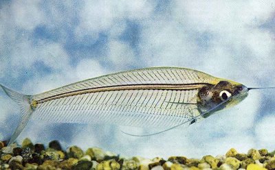 اسماك الزينة Glasscatfish