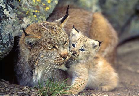canadensis الوشق الكندي   Lynx-baby11