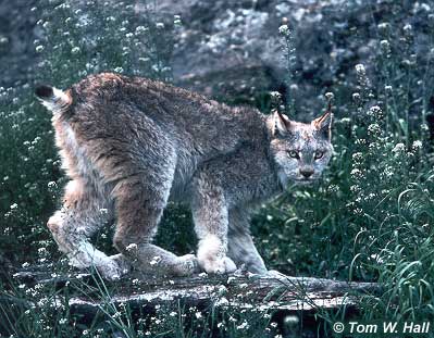canadensis الوشق الكندي   Lynx2