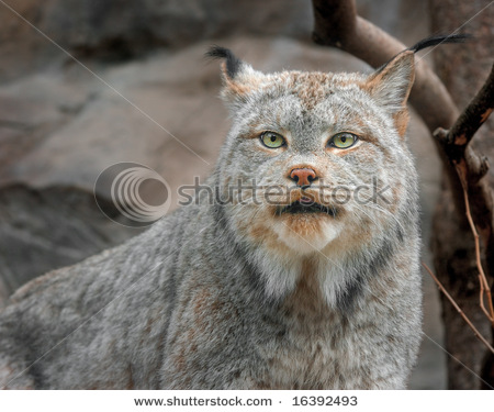 canadensis الوشق الكندي   Stock-photo-canadian-lynx-lynx-canadensis-captive-animal-16392493