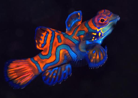 سمك اليوسفي او الماندرين Mandarin-fish