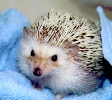   Hoary Hedgehog)