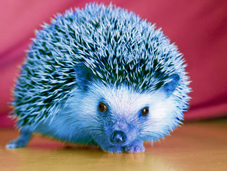  Hoary Hedgehog)