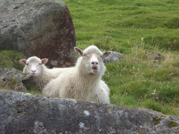 اغنام المارينو Faroes_sheep
