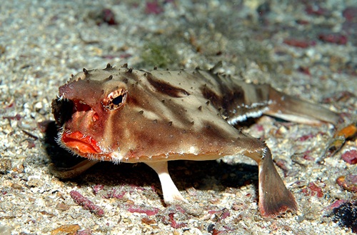 سمك الخفاش احمر الشفاه 4-red-lipped-batfish