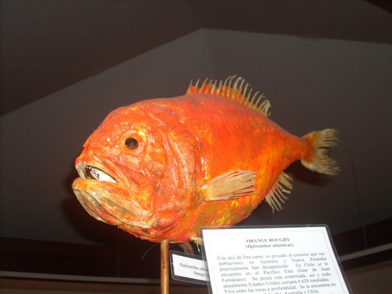 السمك الخشن البرتقالي 9-orange-roughy