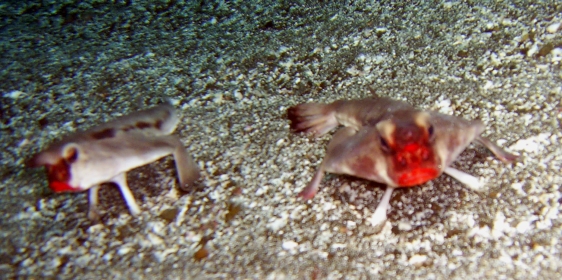سمك الخفاش احمر الشفاه Enewsbatfish