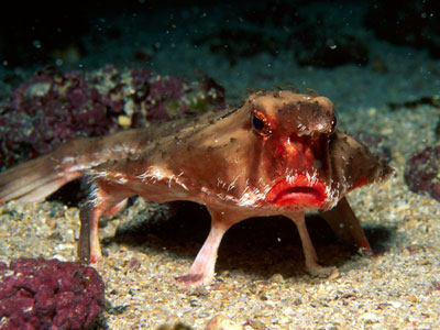 سمك الخفاش احمر الشفاه Gal34