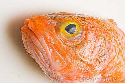 السمك الخشن البرتقالي Orange-roughy-head-thumb7583318