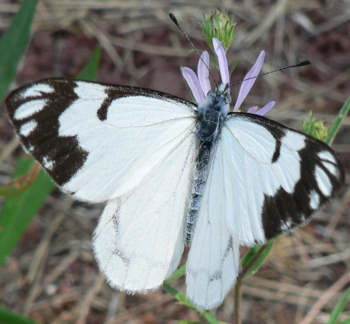 الفراشة البيضاء Pine-white