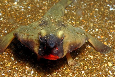 سمك الخفاش احمر الشفاه Red-lipped-batfish