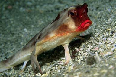 سمك الخفاش احمر الشفاه Redlipfish