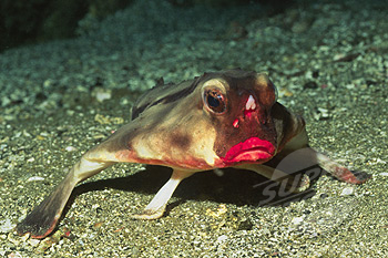 سمك الخفاش احمر الشفاه Superstock_1927-4443