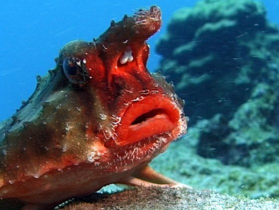 سمك الخفاش احمر الشفاه The-red-lipped-batfish